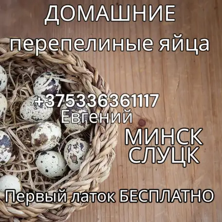 Яйца перепелов, фотография 1