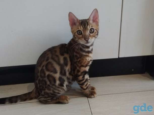 Бенгальский кот, фотография 4