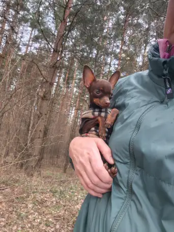 Русский той Той-терьер, фотография 1