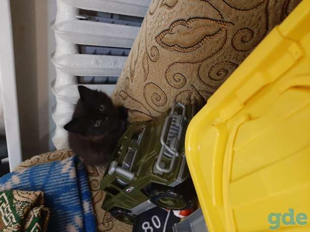 котенок, фотография 1