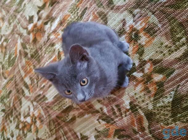Отдам котика в хорошие руки, фотография 1