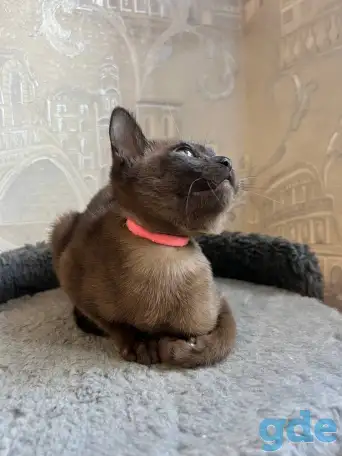 Котята европейской бурмы, фотография 3
