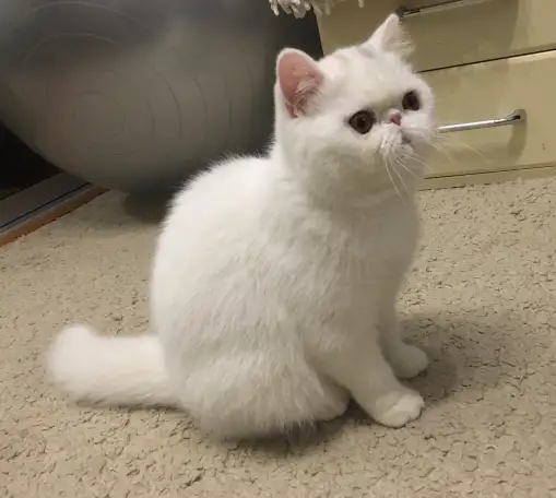 Белый экзотический котенок, фотография 4