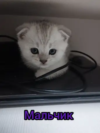 Шотландские котята, фотография 6