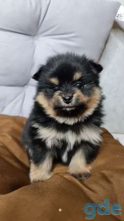 Померанский шпиц мальчик 1 месяц, фотография 1