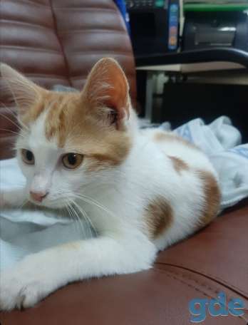 Котенок ищет дом, фотография 1