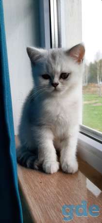 Котята, фотография 4