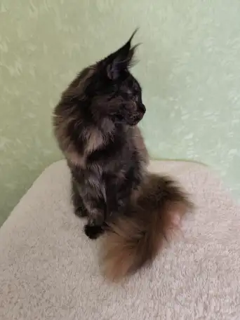 Котятa Мейн Куны (питомник), фотография 2