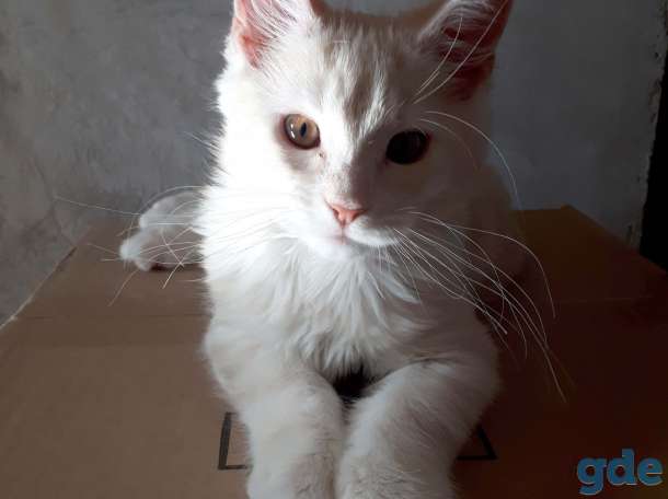 Котята Мейн КУН, фотография 6