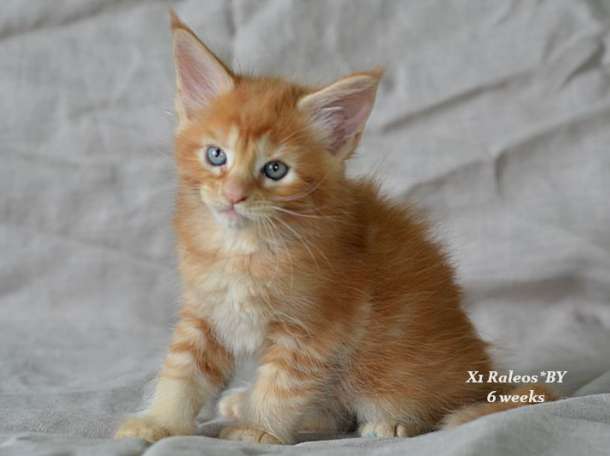 Котята мейн кун рыжики, фотография 1