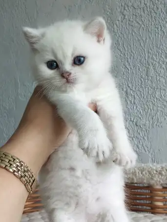 Котята Серебристая шиншилла, фотография 2