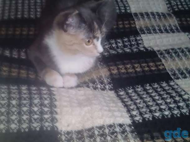 Кошка, фотография 2