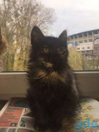 Котята ищут дом или передержку, фотография 3