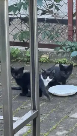 Отдаю котят в добрые руки, фотография 1