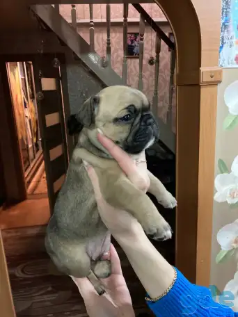 Французский бульдог, фотография 1
