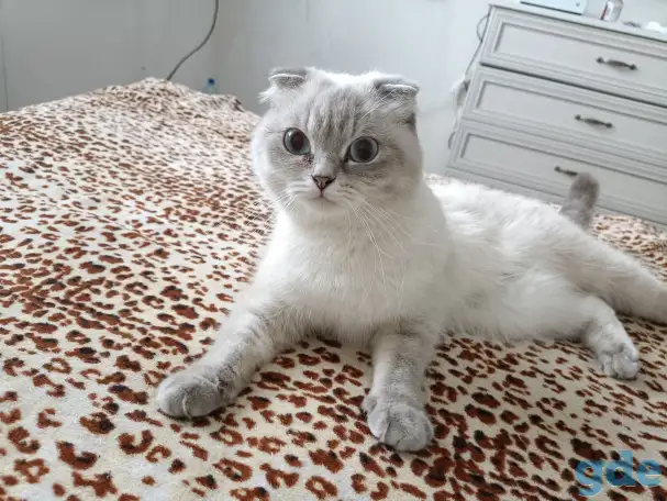 Продаются котята, фотография 5