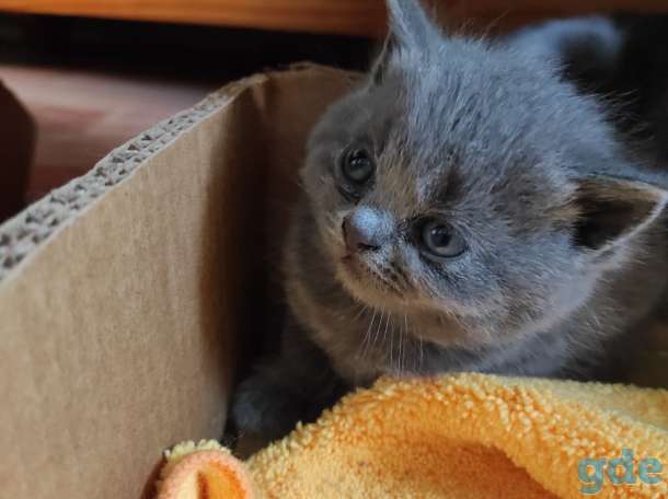 Британские котята, фотография 3