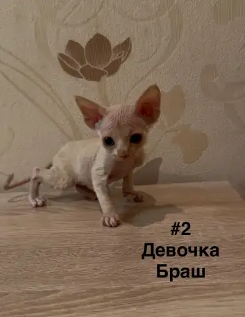 Котята канадского сфинкса браш, резинка, бархат, фотография 2