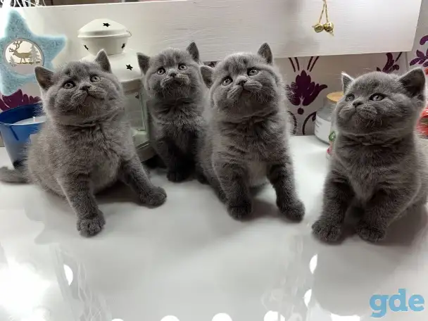 Британские котята., фотография 1