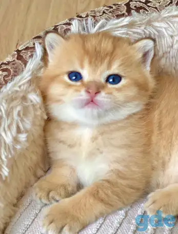 ЗОЛОТАЯ ШИНШИЛЛА шотландские котята, фотография 1