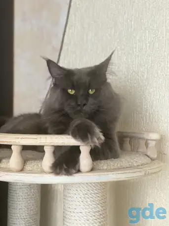 Котята мейн-кун полидакты  (5 мес) с документами, фотография 3