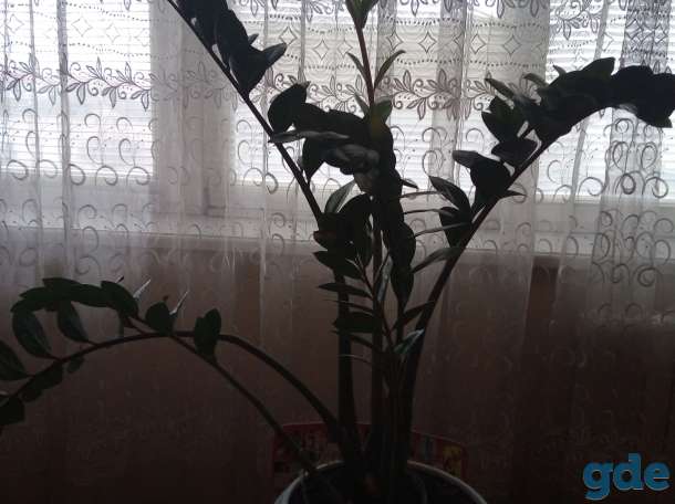 Продам комнатные растения, фотография 4