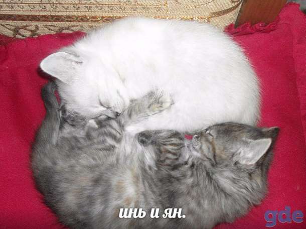 Котята от кошки породы 