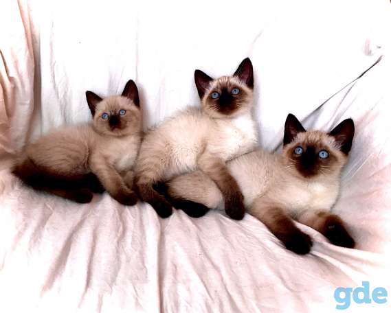 Тайские котята.Сиамские котята., фотография 5