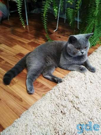 Британский короткошерстный.   Вязка., фотография 3