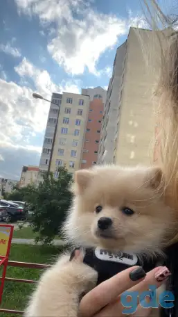 Шпиц, фотография 1