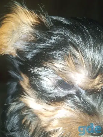 Йоркширский терьер, фотография 4