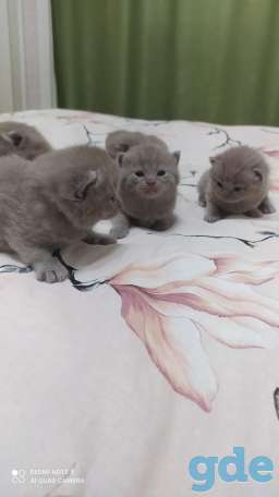 Британские котята, фотография 3