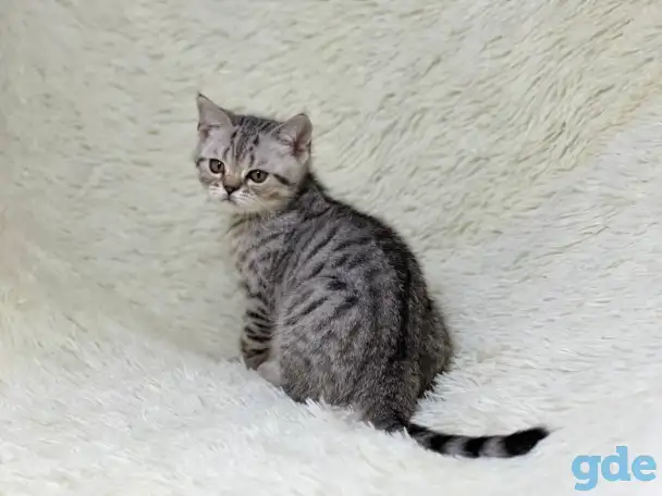 Котенок шотландский прямоухий, кот, окрас SFS 71 ns24, серебро, фотография 3