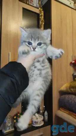 Шотландские чистокровные котята, фотография 12