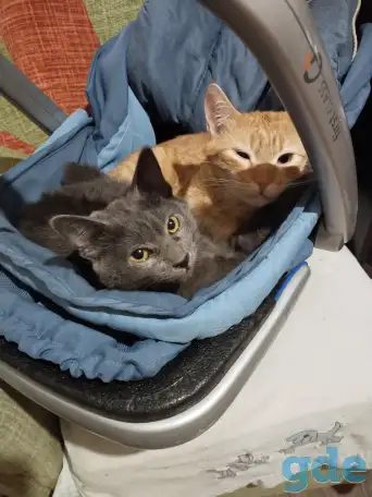 Котёнок русский-голубой, фотография 1