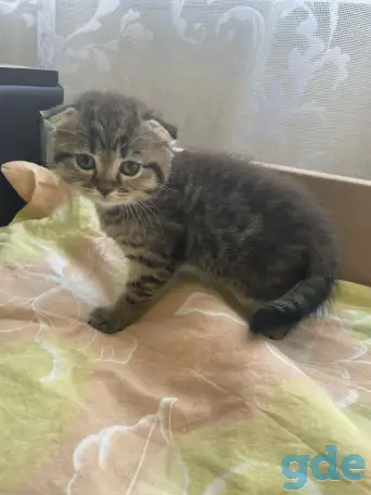Шотландские вислоухие котята, фотография 1