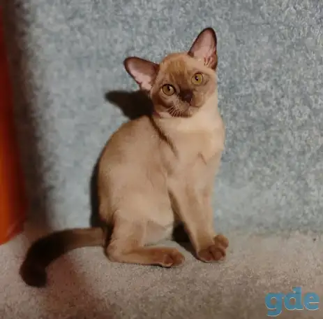 Котята европейской бурмы, фотография 6
