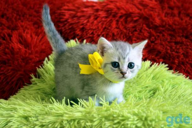 Шотландские котята, фотография 9