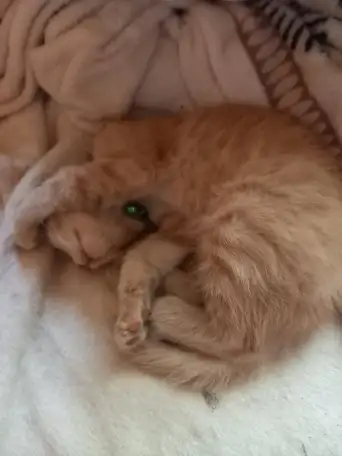 Котенок в добрые руки, фотография 3