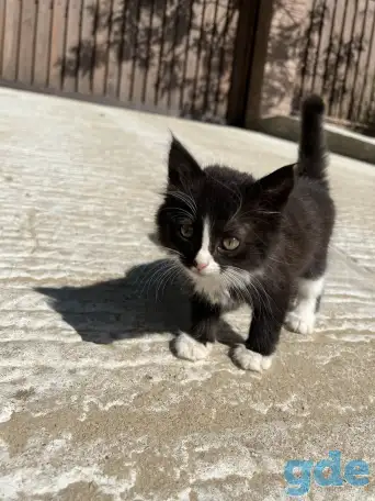 Пушистый котёнок (1 мес), фотография 3