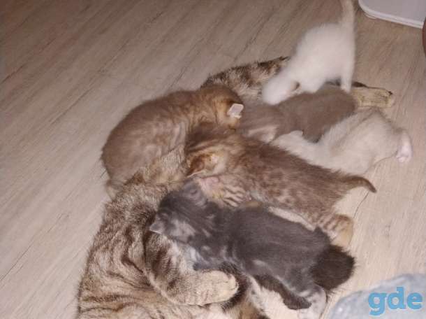 шотландские котята короткошерстные прямоухие, фотография 7