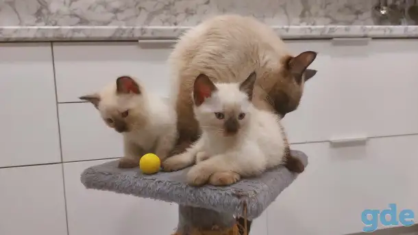 Сиамские (тайские) котята, фотография 2