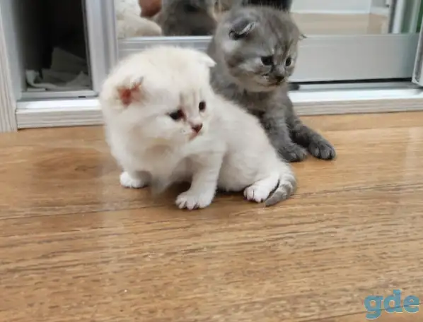 Котята шотландские, фотография 5