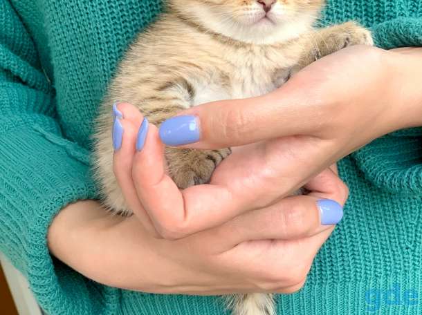 Шикарный шотландский котёнок, фотография 12