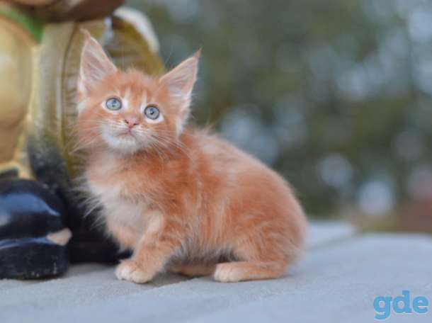 Мейн Кун котята, фотография 5