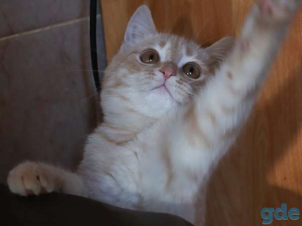 Шикарный котёнок породы Скоттиш-Страйт (Шотландская), фотография 6