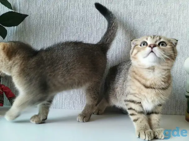 Шотландские вислоухие котята, фотография 3