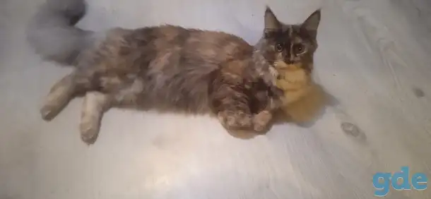 Продажа котят Мейн кун, фотография 4