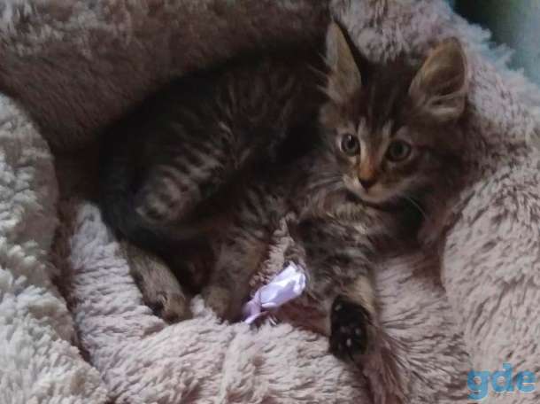 Котёнок Спайк в добрые руки, фотография 2