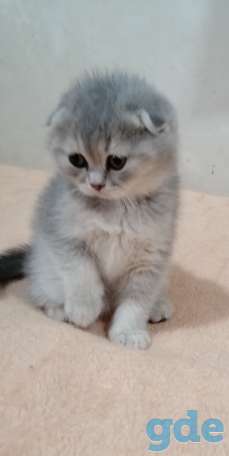 Продам шотландскую кошечку, фотография 3